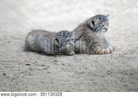 Pallas's Cat (otocolobus Manul). Manul Is Living In The Grasslands And Montane Steppes Of Central As
