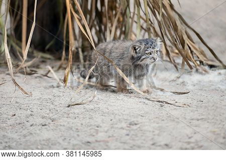 Pallas's Cat (otocolobus Manul). Manul Is Living In The Grasslands And Montane Steppes Of Central As