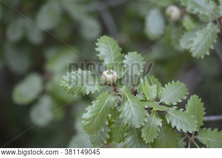 Portuguese Oak - Latin Name - Quercus Faginea