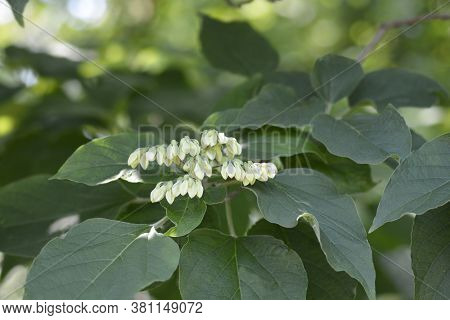 Harlequin Glorybower - Latin Name - Clerodendrum Trichotomum