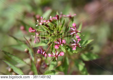 Mosquito Flower - Latin Name - Lopezia Coronata