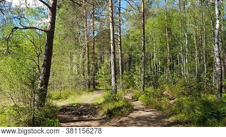 Track In Spring Forest