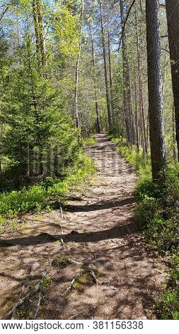 Track In Spring Forest