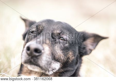Old And Sick Dog Dying Of Cancer