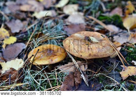 Toxic Mushroom Paxillus Involutus Growing In The Forest