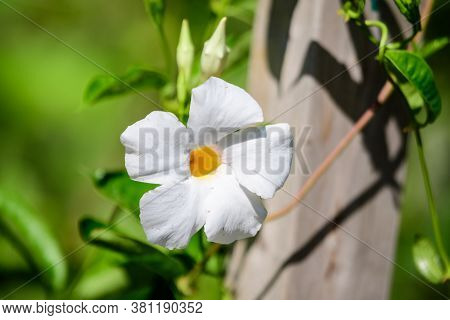 Close Up Of One Delicate White Flower Of Mandevilla Plant, Commonly Known As Rocktrumpet, In A Pot I