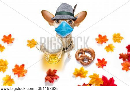 Bavarian Chihuahua  Dog With  Gingerbread And  Mug  Isolated On White Background , Canceled Okotberf