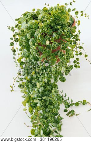 Peperomia Prostrata Aka 