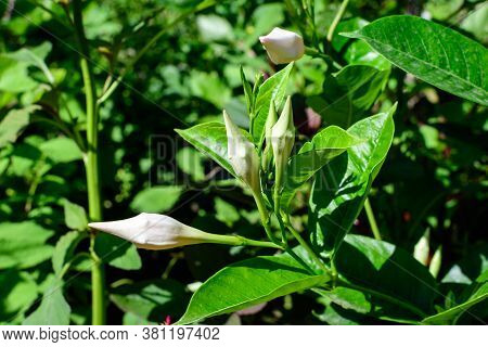 Close Up Of Many Delicate White Flower Blossoms Of Mandevilla Plant, Commonly Known As Rocktrumpet, 
