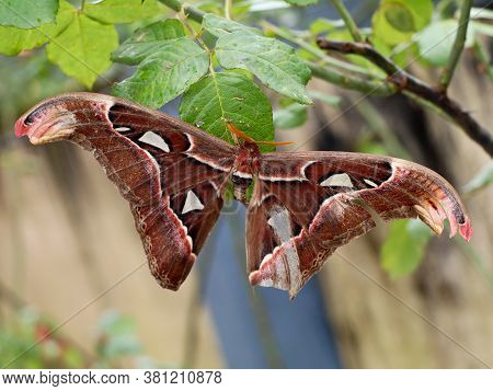 A Big Size  Night Butterfly Or Moth Belonging To The Paraphyletic Group Of Insects