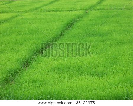 ricefield
