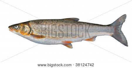 Pesce (leuciscus Brandti)
