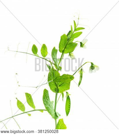 Peas Plant. Pods Of Young Green Peas. Sweet Pea (pisum Sativum). Branch Of Green Pea On White Backgr