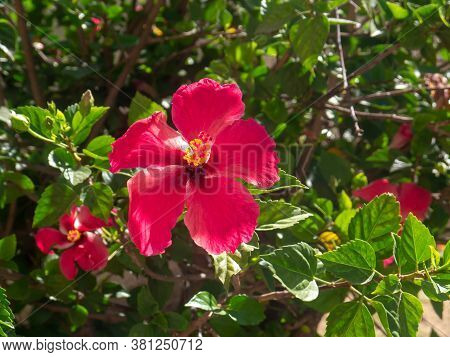 Plant With Red Flower Called Hibiscus Or Hibisco