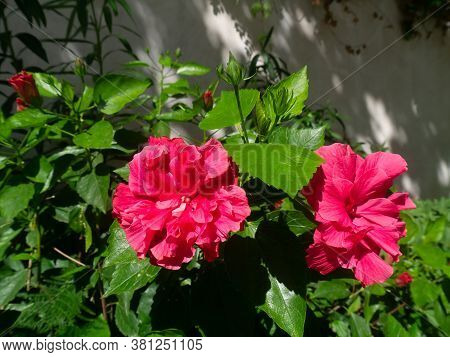 Plant With Red Flower Called Hibiscus Or Hibisco