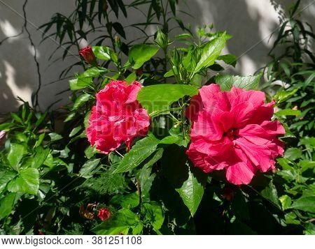 Plant With Red Flower Called Hibiscus Or Hibisco