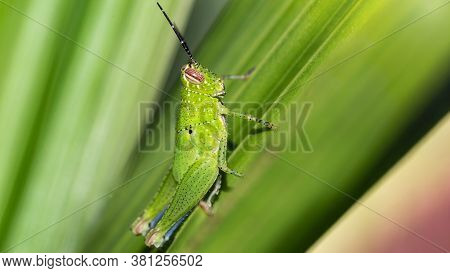 green colorful grasshopper on a leaf. photo macro of this small insect with long antennas and strong legs for jumping from a leaf to another, a pest for the fields, Koh Tao, Thailand.