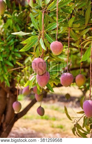 mango plantation trees at a farm in Botswana