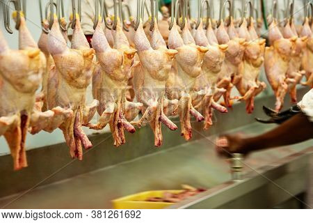 motion blur of a abattoir, slaughter house conveyor belt line for chickens 