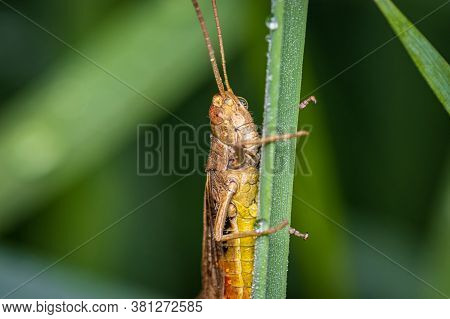 Bow-winged Grasshopper (chorthippus Biguttulus) Macro At Morning In The Dewy Grass