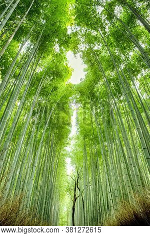 Oriental Travel Destinations. Sagano Bamboo Forest In Japan. Vertical Image Orientation