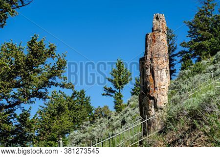 Petrified Tree In Yellowstone National Park During Summer