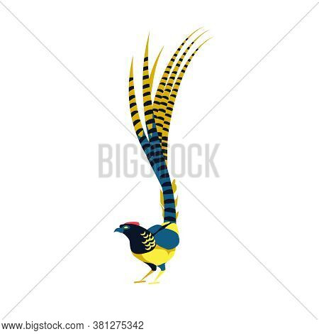 Beautiful Golden Pheasant Tropical Bird. Exotic Birdie With Bright Colorful Feathers And Long Tail. 