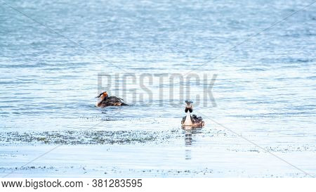 Two Waterfowl Birds Great Crested Grebes Swim In The Lake. The Great Crested Grebe, Podiceps Cristat
