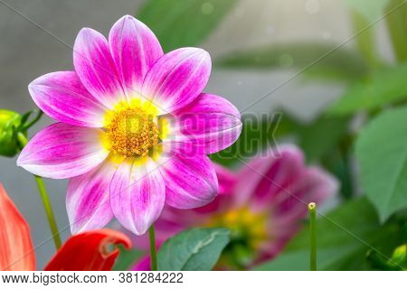 Beautiful Purple Cosmos Flower On Green Blurred Background. Violet Flower Cosmos Bipinnatus, Commonl