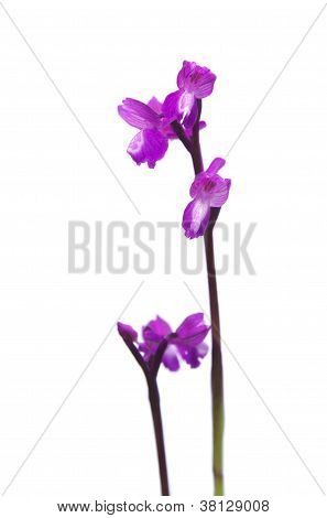 Kleines Knabenkraut - Orchis Morio
