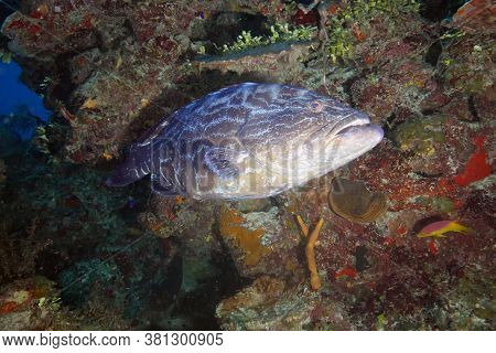 The Atlantic Goliath Grouper Or Itajara (epinephelus Itajara) At Coral Reef. Underwater Photography.