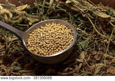 Soy Beans. A Metal Shell Full Of Cereal. Organic Fundo Composed Of Dried Soy Plants And Pods Scatter