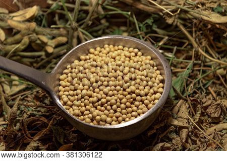 Soy Beans. A Metal Shell Full Of Cereal. Organic Fundo Composed Of Dried Soy Plants And Pods Scatter