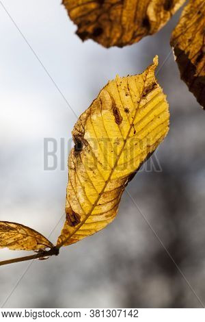 Features Of Autumn Weather In The Forest Or In The Park, Trees With Colorful Multi-colored Foliage