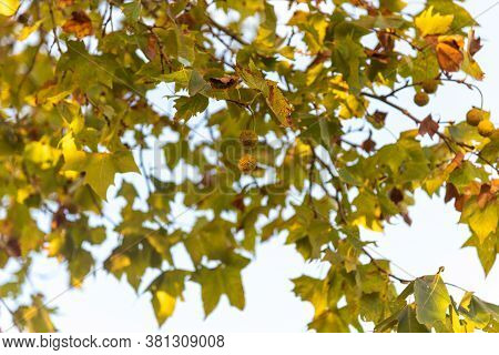 Maple Leaves. The Plantains Are Trees Of The Genus Platanus, Of The Family Platanaceae, Which Are Na