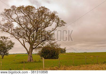 Rural Landscapes In The Campaign Region Of The State Of Rio Grande Do Sul