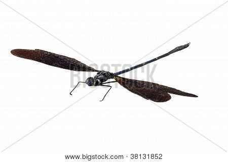 Blå dragonfly arter Vestalis luctuosa