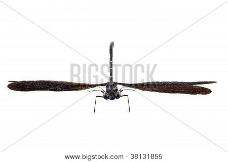Blå dragonfly arter Vestalis luctuosa