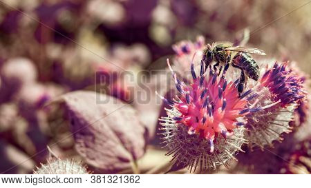Horizontal Panoramic View Of Single Common Honey Bee (apis Mellifera) Flying Off Thistle Flower.