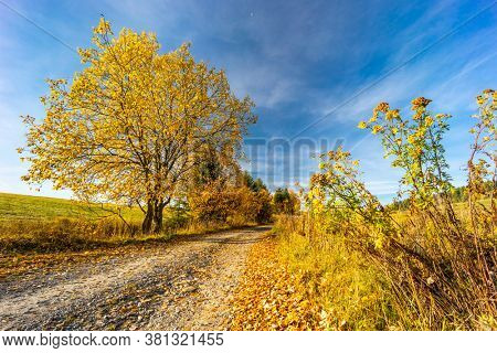 road with autumn tree near saddle Beskyd in Slovakia