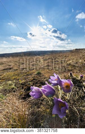 Pasque flower, National park Podyji, Southern Moravia, Czech Republic