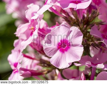 Pink Garden Phlox (phlox Paniculata). Flowering Branch Of Pink Phlox In The Garden. Soft Blurred Sel