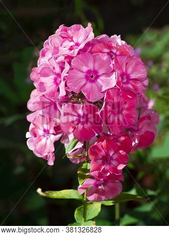 Pink Garden Phlox (phlox Paniculata). Flowering Branch Of Pink Phlox In The Garden. Soft Blurred Sel