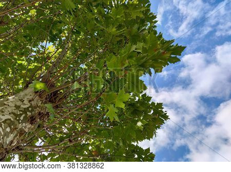 The Plantains Are Trees Of The Genus Platanus, Of The Family Platanaceae. They Are Typical Of Subtro