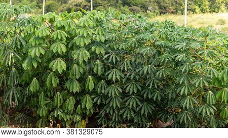 Planting Of Cassava Branches In Brazil