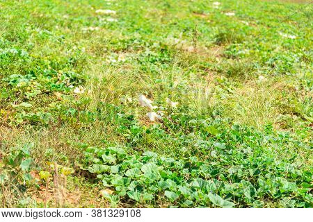 Plantation Of A Plant Popularly Known As Porongo (lagenaria Siceraria) With Fruits Ready For Harvest