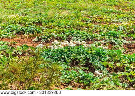 Plantation Of A Plant Popularly Known As Porongo (lagenaria Siceraria) With Fruits Ready For Harvest