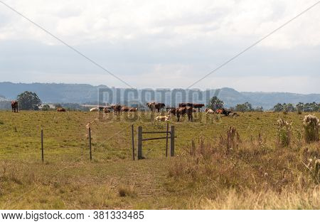 Pasture And Livestock Fields In The State Of Rio Grande Do Sul In Brazil