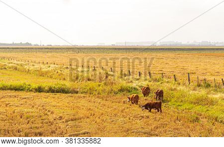 Oxen And Cows Grazing. Extensive Cattle Breeding. Brazilian Fauna. Post-harvest Rice Crop. Agricultu
