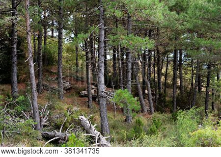 Background With Different Species Of Pines In The Middle Of The Mountains Of Catalonia